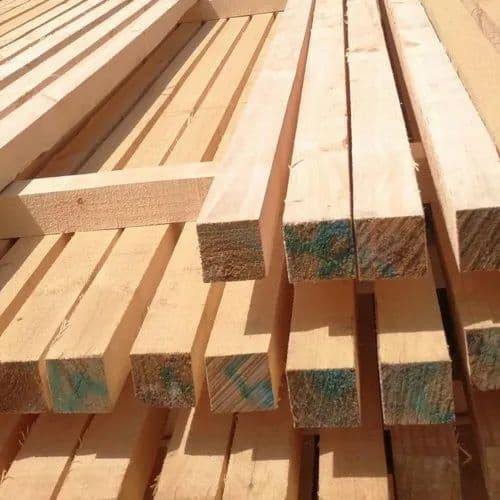 New Zealand Pine